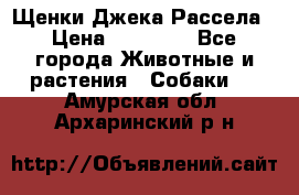 Щенки Джека Рассела › Цена ­ 10 000 - Все города Животные и растения » Собаки   . Амурская обл.,Архаринский р-н